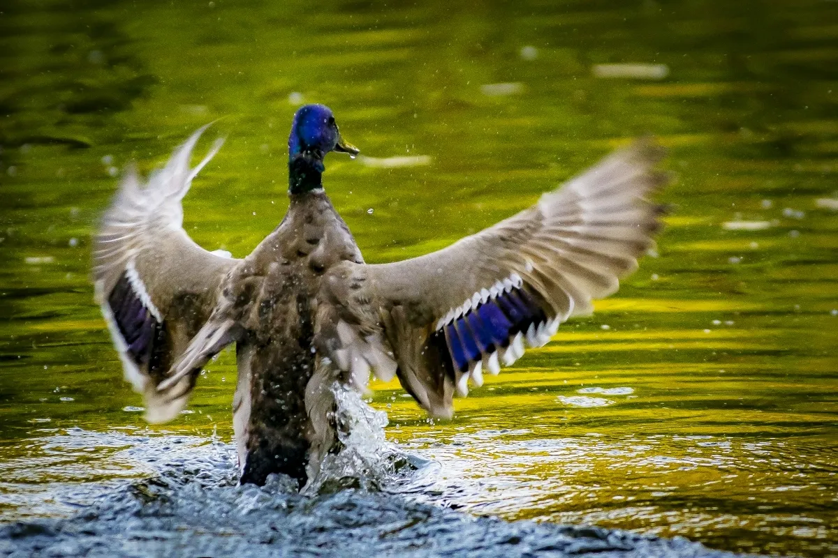 Mallard duck rising from green water with wings spread